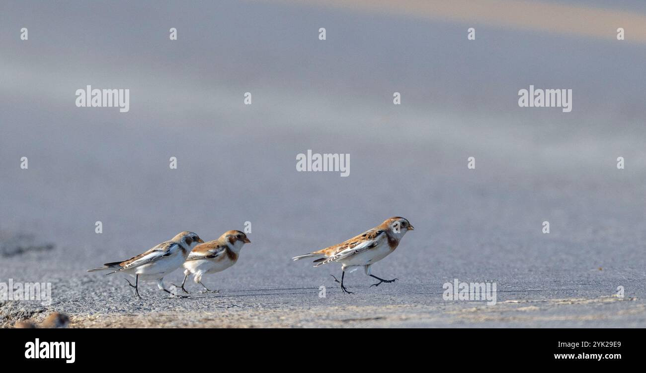 (Elche Creek, Kanada--16. November 2024) Schneebrecke auf einem Feld. Foto Copyright 2024 Sean Burges / Mundo Sport Images. Wenn ich auf Social Me poste Stockfoto