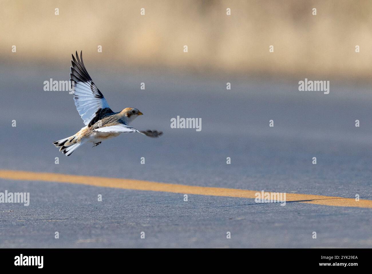 (Elche Creek, Kanada--16. November 2024) Schneebrecke auf einem Feld. Foto Copyright 2024 Sean Burges / Mundo Sport Images. Wenn ich auf Social Me poste Stockfoto