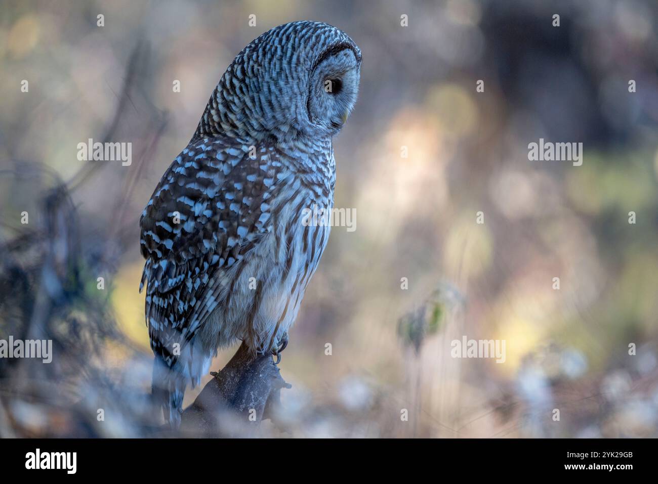 (Ottawa, Kanada--16. November 2024) Barriquefeulle thront in den Wäldern des Fletcher Wildlife Garden. Foto Copyright 2024 Sean Burges / Mundo Sport Imag Stockfoto