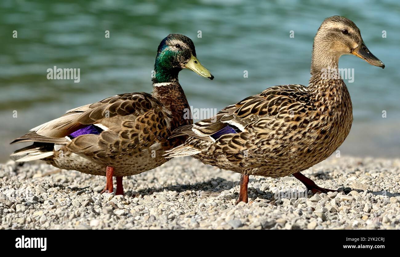 Ein Stockentenpaar am Walchensee im Juni 2024 Stockfoto