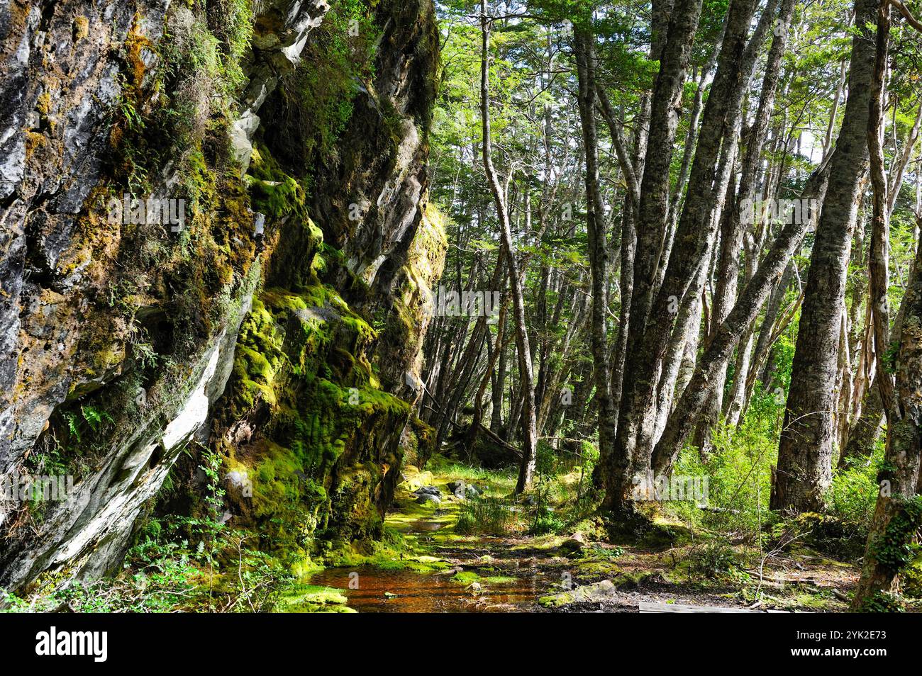 Ainsworth Bay, Alberto de Agostini Nationalpark, Feuerland, Patagonien, Chile, Südamerika Stockfoto
