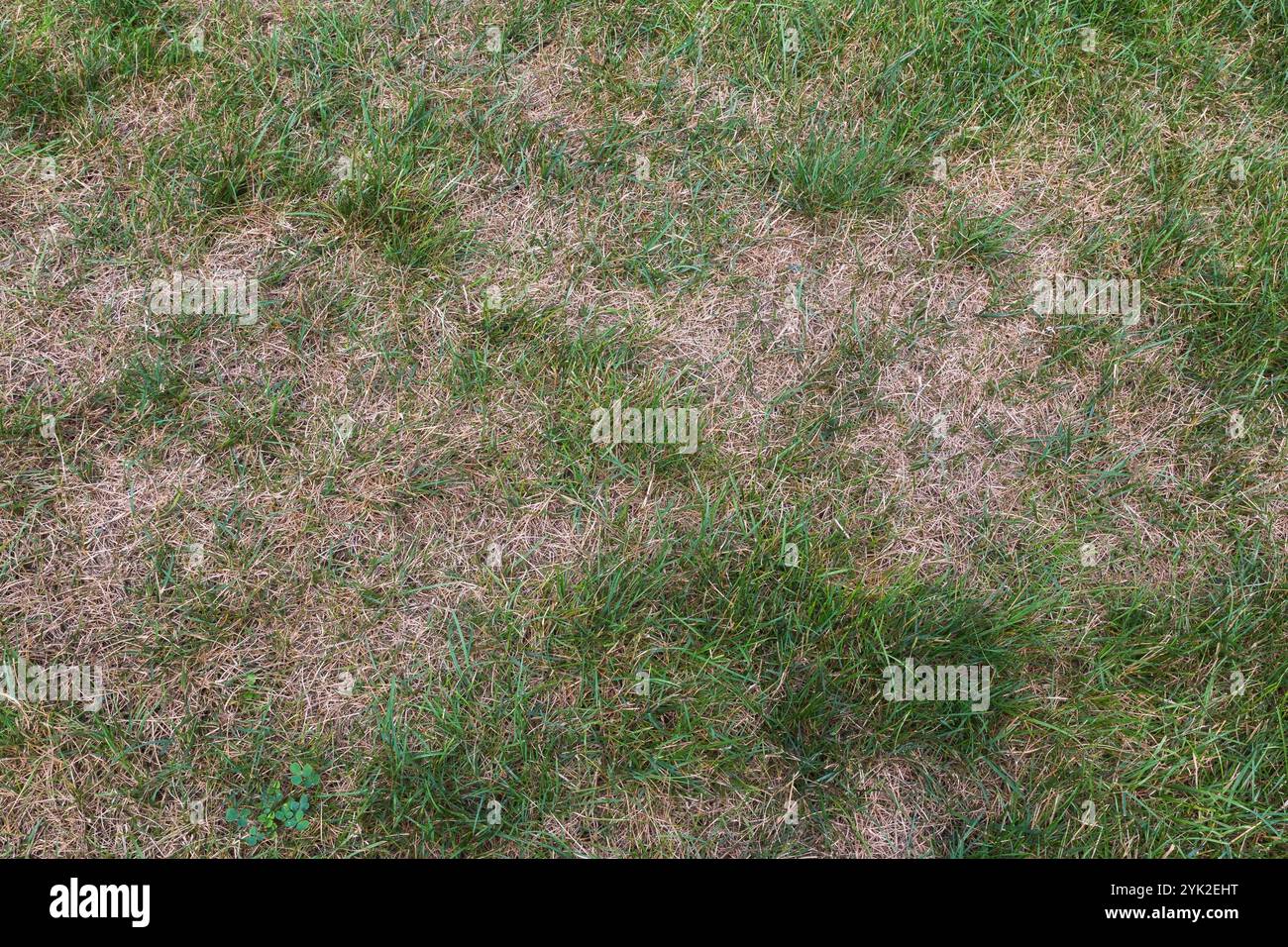 Blick von oben auf Poa pratensis - Kentucky Bluegrass Rasen wurde braun und verbrannt, nachdem Dünger im Sommer ausgebracht wurde. Stockfoto