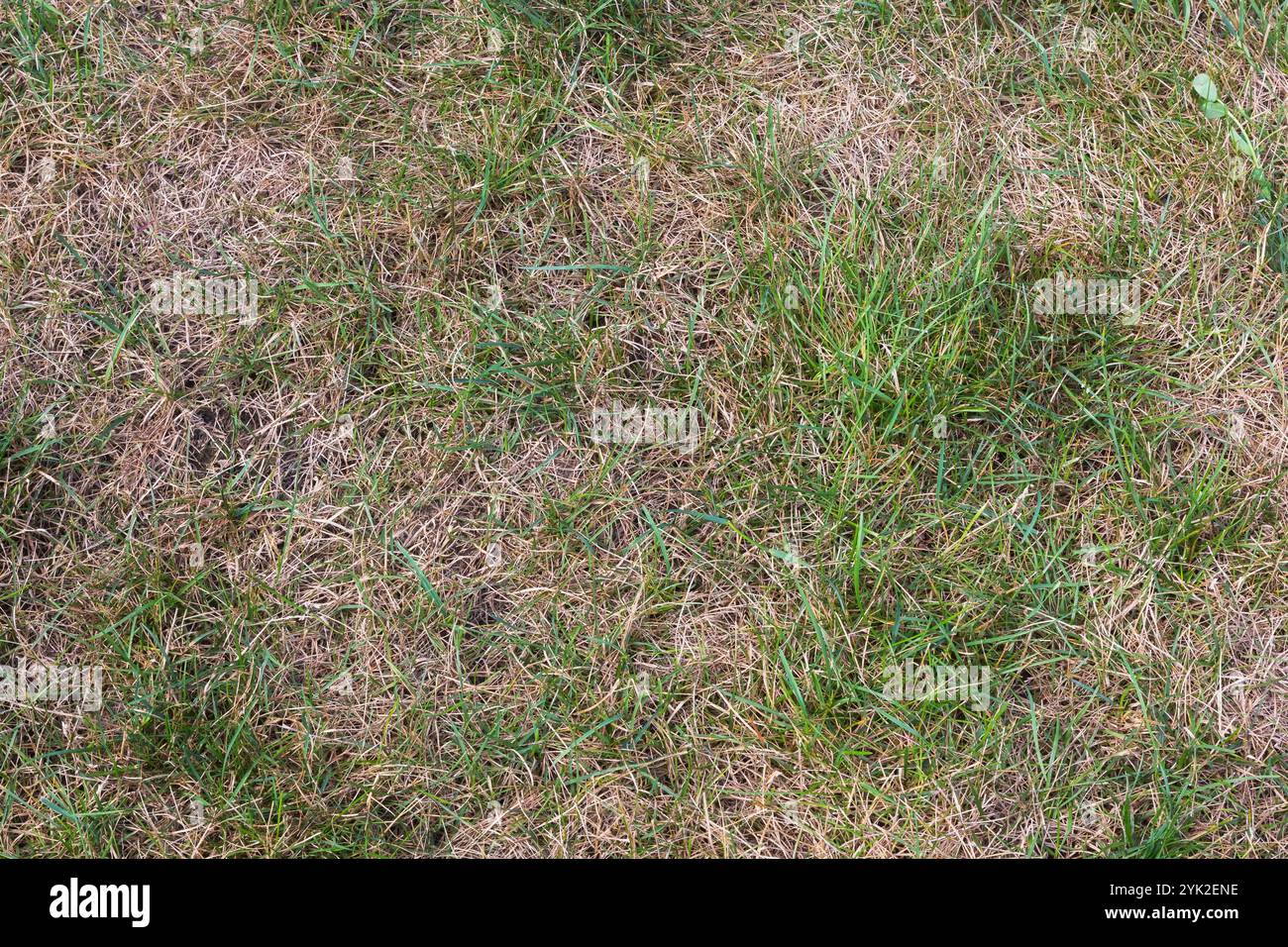 Blick von oben auf Poa pratensis - Kentucky Bluegrass Rasen wurde braun und verbrannt, nachdem Dünger im Sommer ausgebracht wurde. Stockfoto
