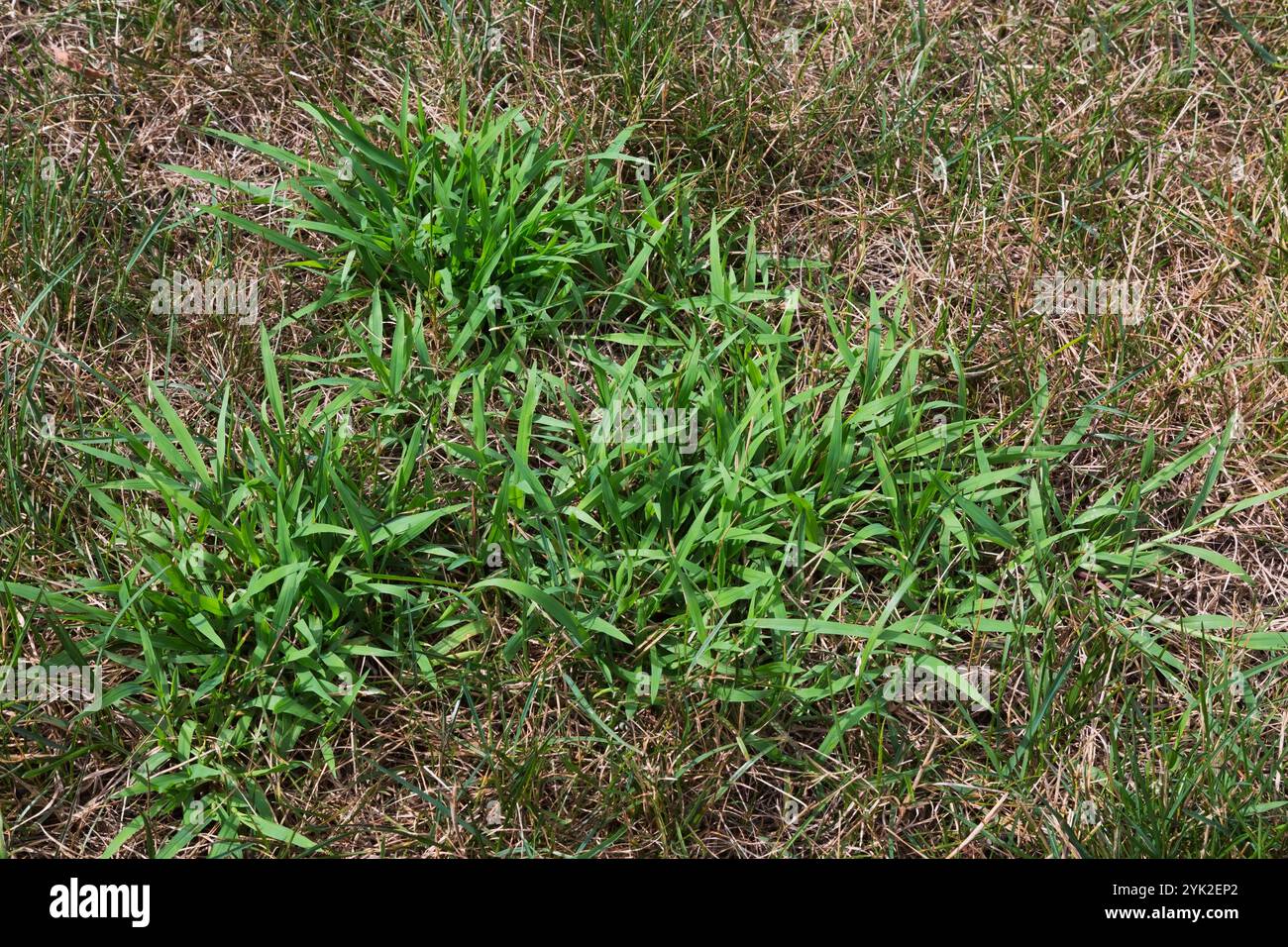 Nahaufnahme von Digitaria ciliaris - Crabgrass wächst in Distress Poa pratensis - Kentucky Bluegrass Rasen im Sommer. Stockfoto