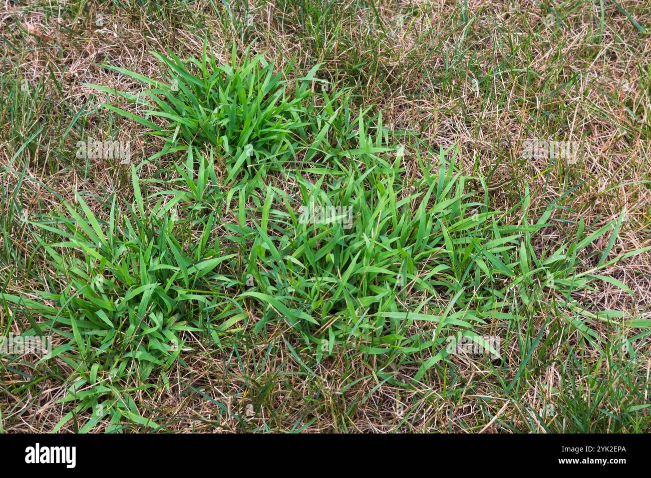 Nahaufnahme von Digitaria ciliaris - Crabgrass wächst in Distress Poa pratensis - Kentucky Bluegrass Rasen im Sommer. Stockfoto