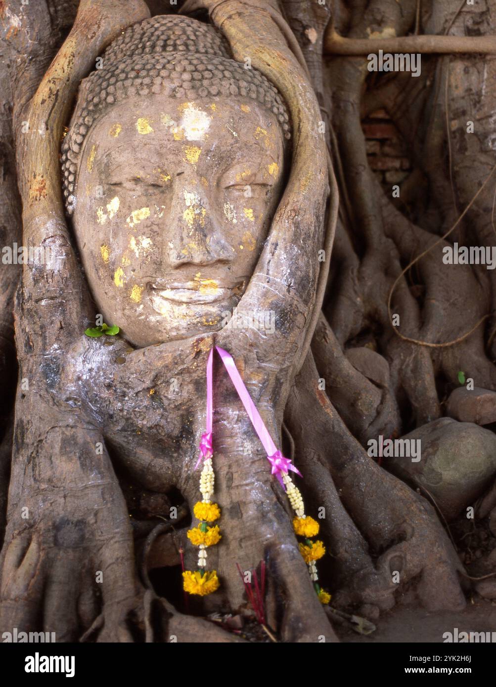 Stein-Buddha-Kopf, um den Baumwurzeln gewachsen sind, Wat Phra Mahathat. Ayutthaya, Thailand Stockfoto