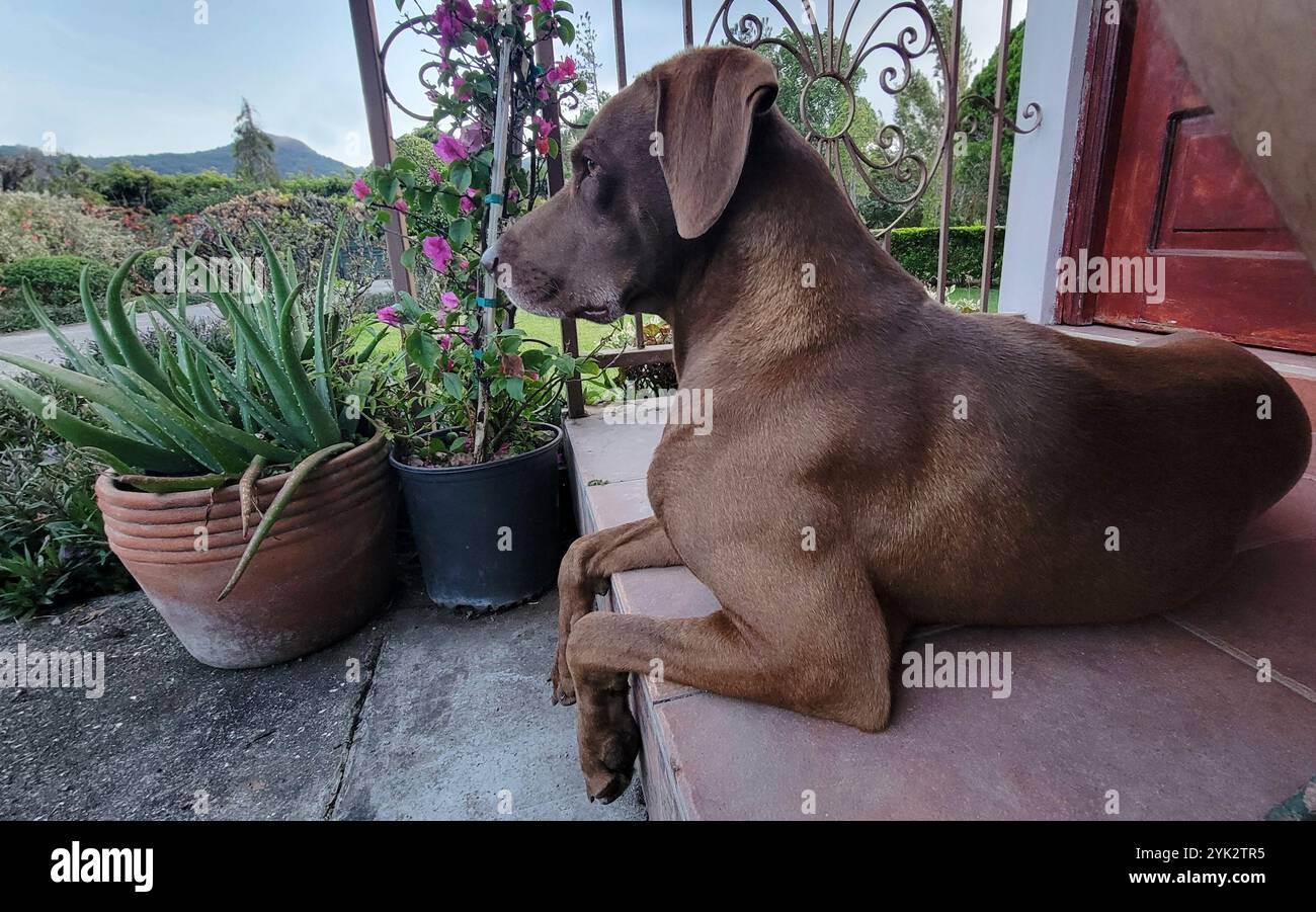 Blick auf einen braunen Huntig Hund, der auf einer Veranda liegt Stockfoto