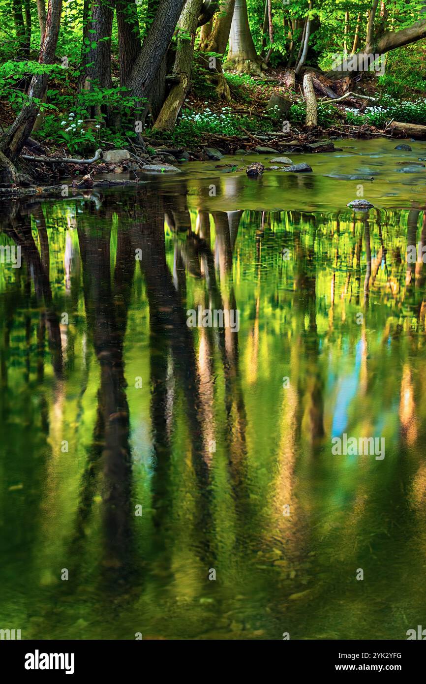 fluss, Baum, Reflexion, Tal, Wald, Eckertal, Bad Harzburg, Mittelgebirge, Harz, Niedersachsen, Deutschland, Europa Stockfoto