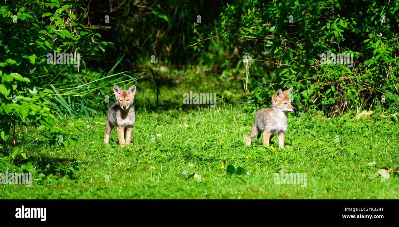 Zwei junge Kojotenwelpen (Canis latrans) beobachten am Rande der Wiese Stockfoto