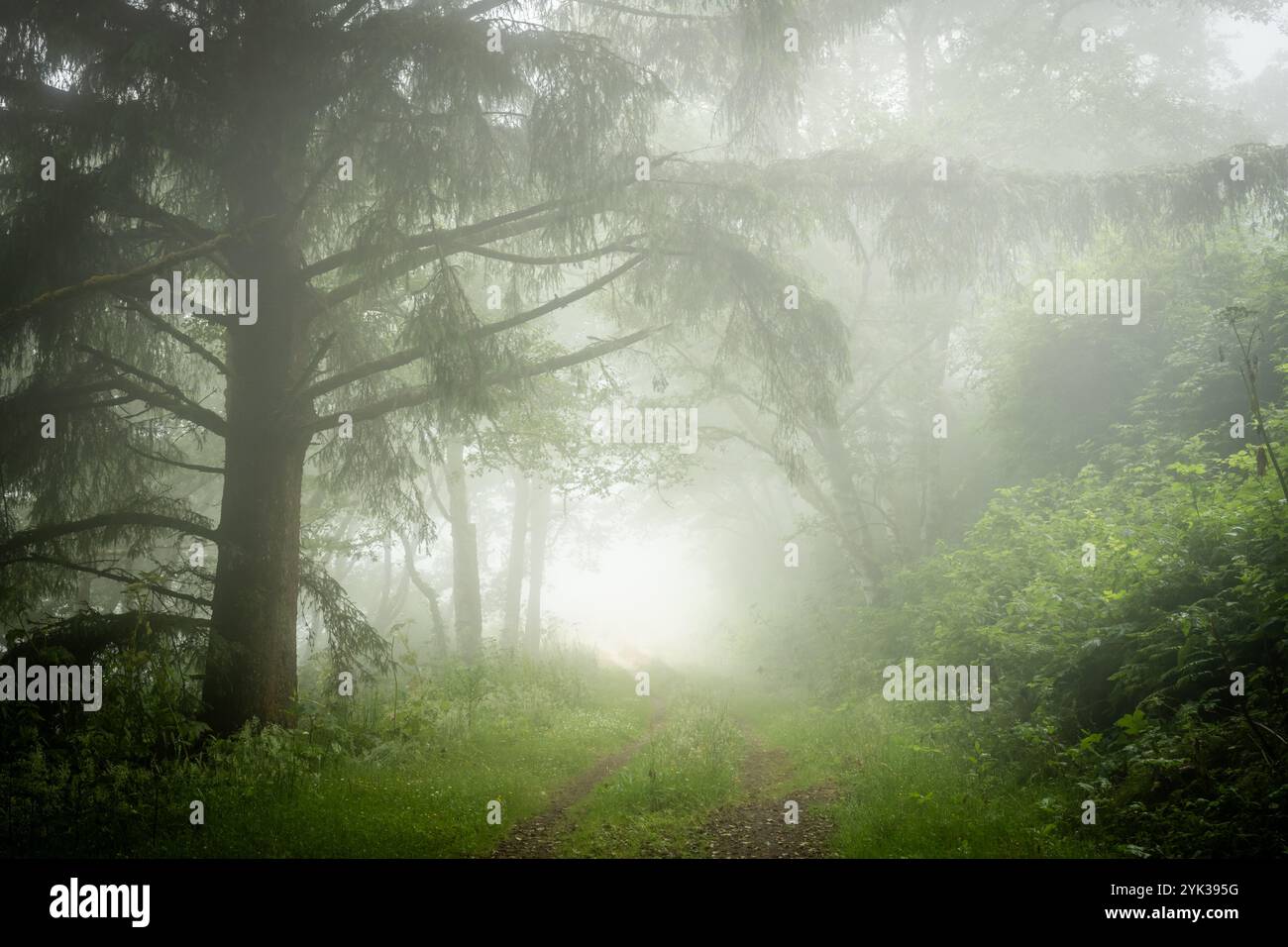 Der Two Track Trail verschwindet in The Fog and Overhang Trees im Redwood National Park Stockfoto