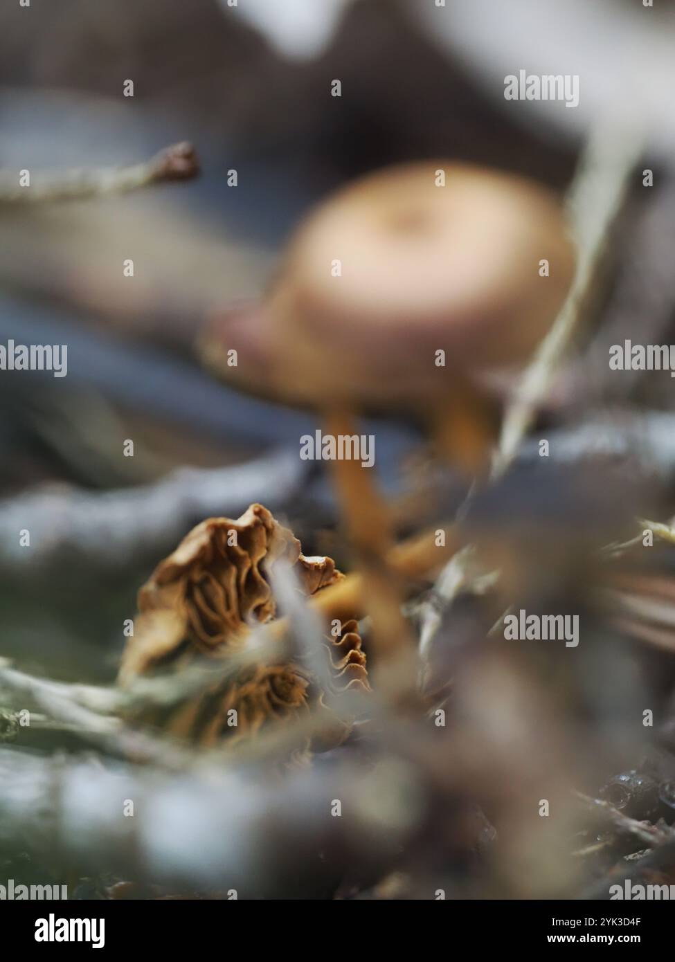 Makroaufnahme von zarten Pilzen auf dem Waldboden mit Schwerpunkt auf komplizierten Kiemen und natürlichen Texturen in einer weichen, erdigen Umgebung Stockfoto