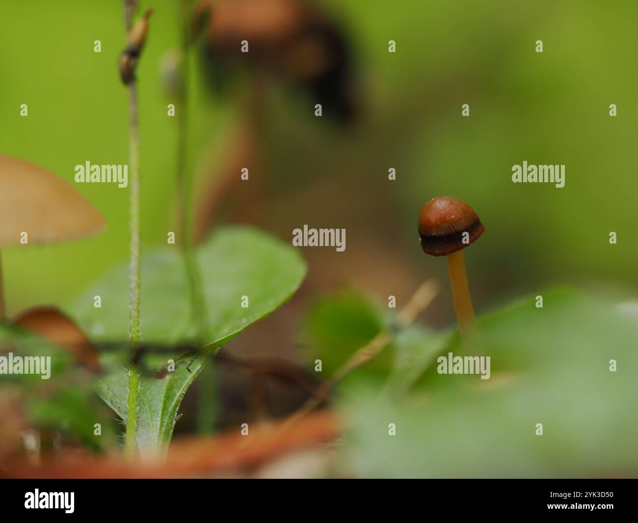 Makroaufnahme eines winzigen Pilzes, der zwischen grünem Laub auf dem Waldboden auftaucht und seinen zarten Stamm und seine erdige Umgebung hervorhebt Stockfoto