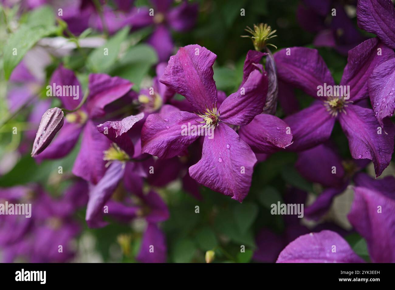 Clematis in Bloom Polish Spirit Nahaufnahme. Blumen Hintergrund. Schöne Kletterblumen im Sommergarten Stockfoto