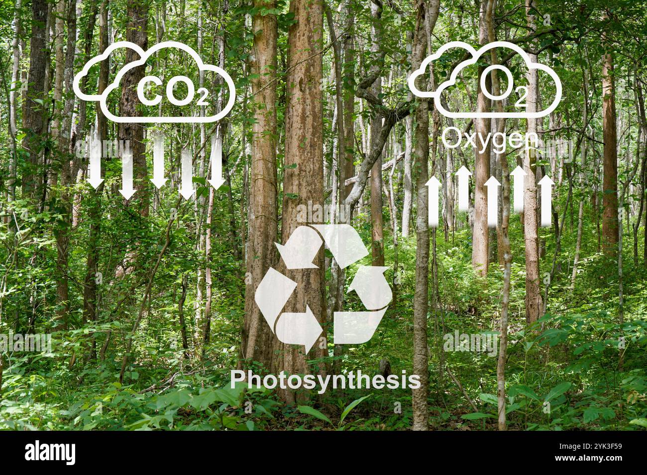Tropenwälder absorbieren Kohlendioxid und wandeln zu Sauerstoff um. Stockfoto