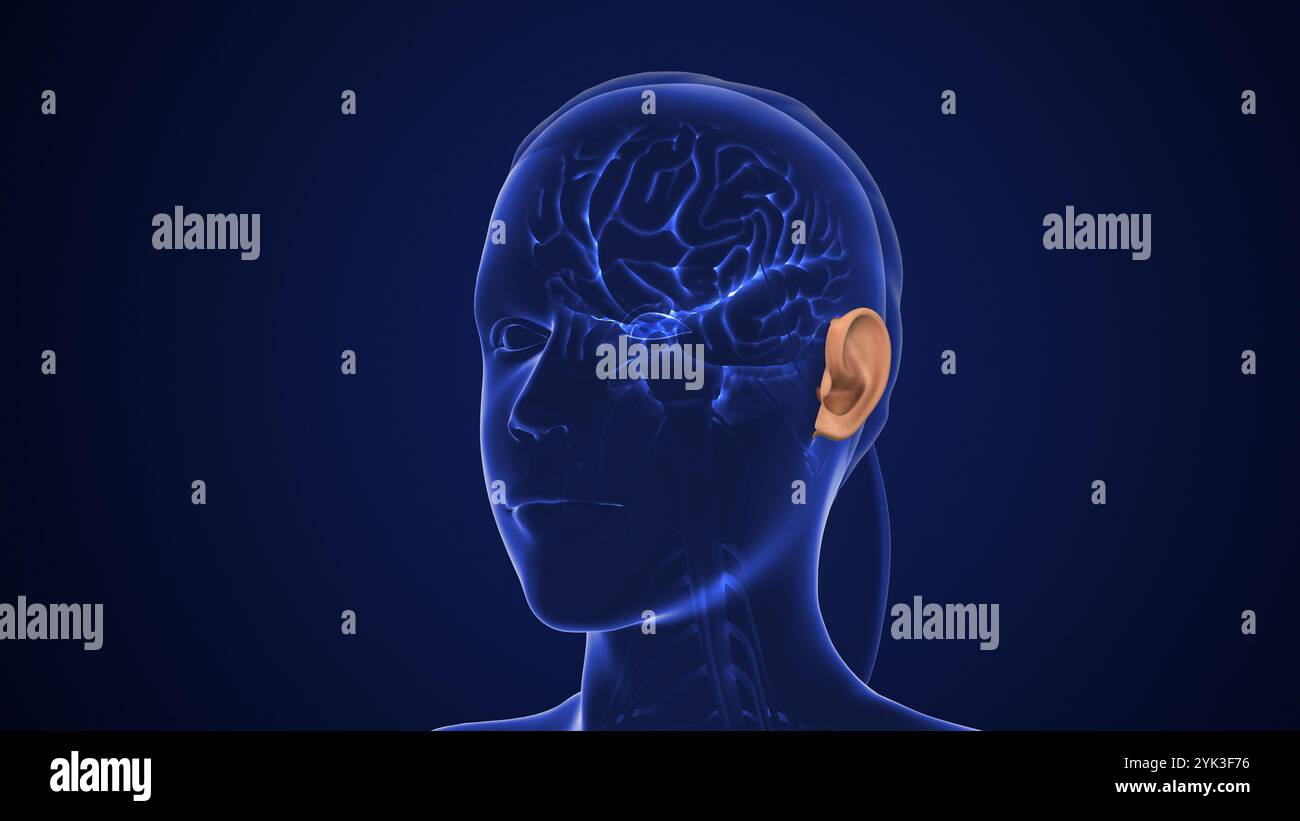 Auditory Pathway überträgt sensorische Signale für das Hören Stockfoto