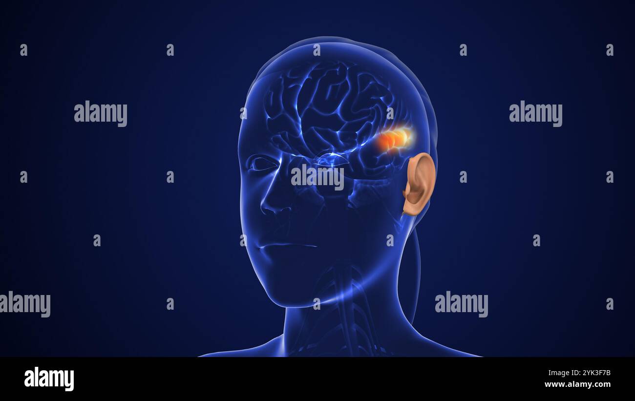 Auditory Pathway überträgt sensorische Signale für das Hören Stockfoto