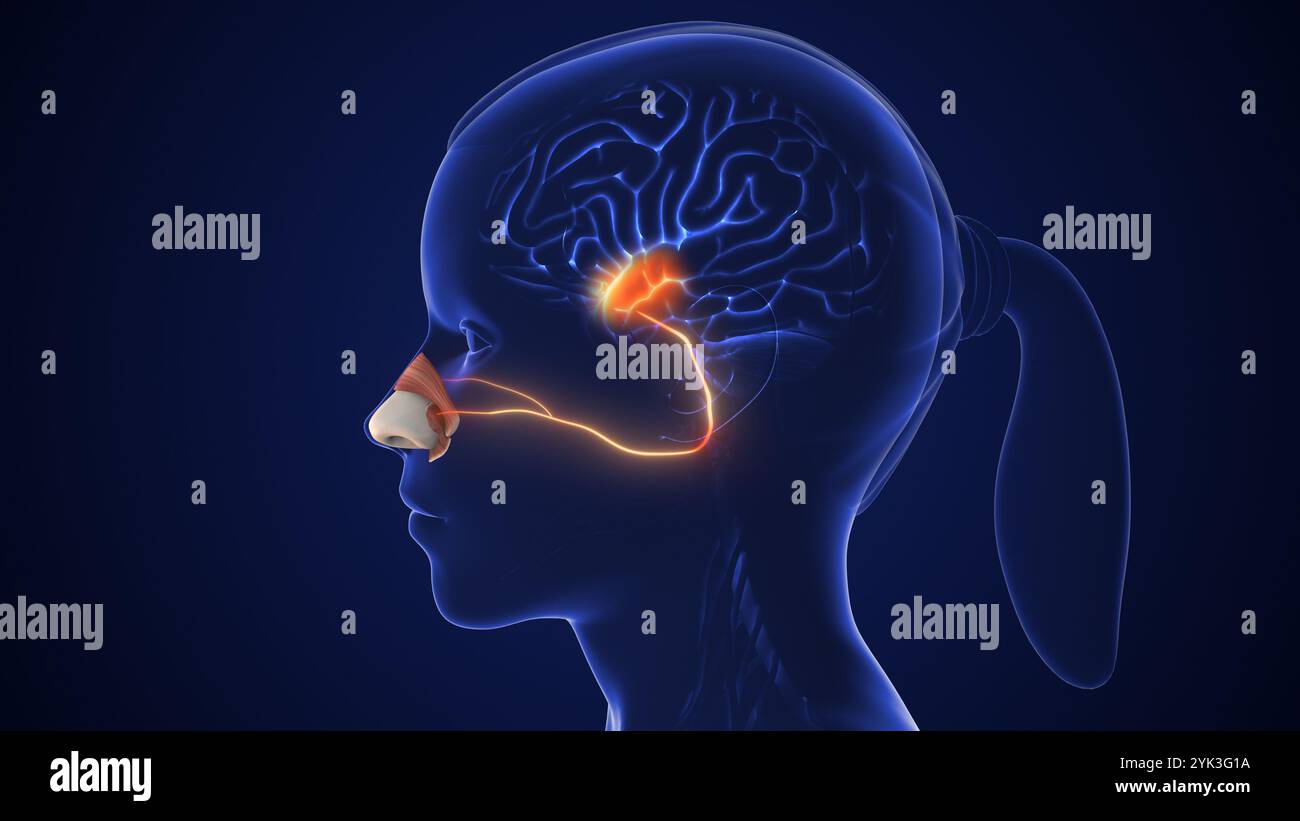 Geruchssensorischer Nervenweg zur Geruchserkennung Stockfoto