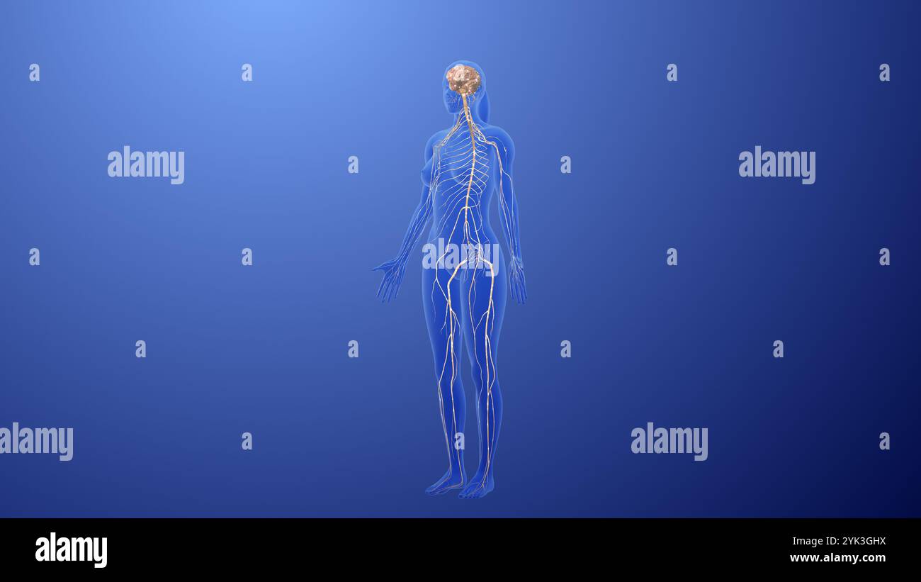 Kommunikationsnetzwerk periphere Nerven und Ganglien Stockfoto