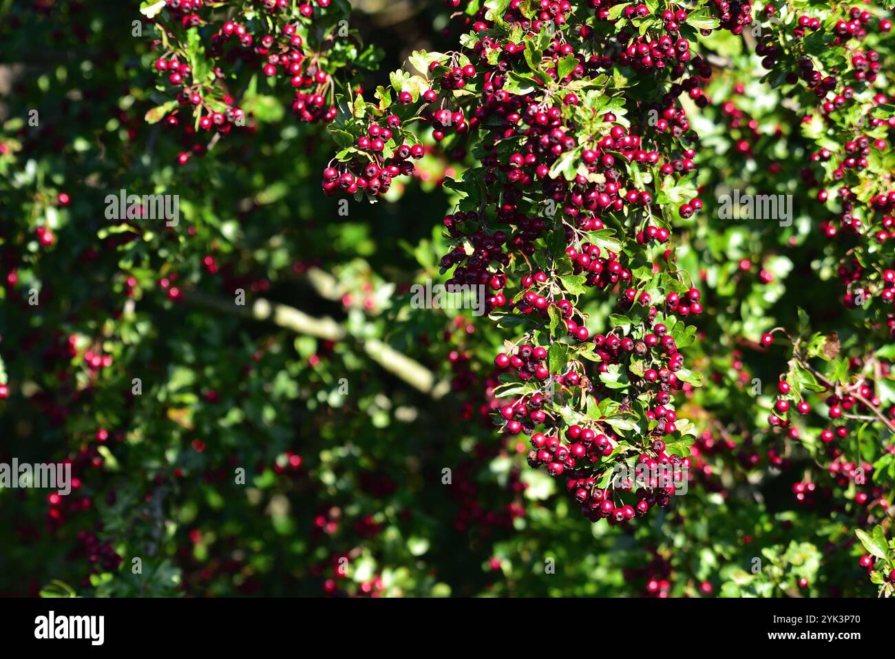 Weißdorn oder Crataegus monogyn Stockfoto