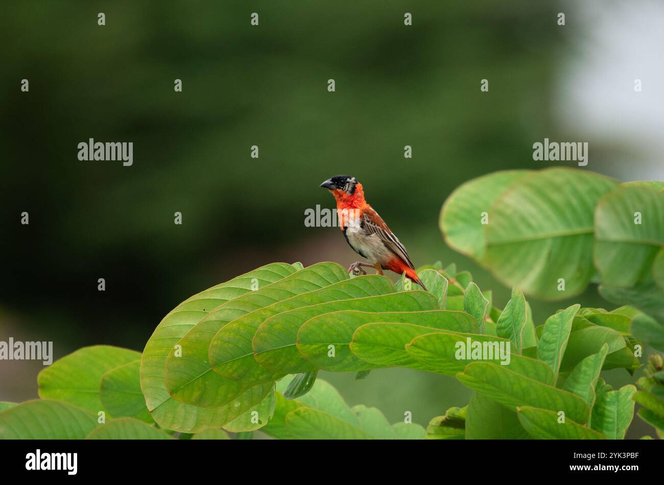 Der nördliche rote Bischof thronte auf einem grünen Busch in Ghana. Es ist ein Jugendlicher oder ein schmelzender Mann. Stockfoto