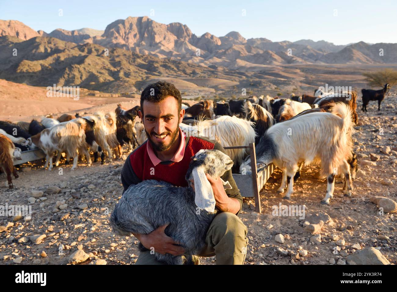 Ziegenherde versammelt vor einem Beduinenlager in der Nähe von Wadi Dana und Araba Valley, Dana Biosphärenreservat, Jordanien, Naher Osten, Südlevant, West A Stockfoto