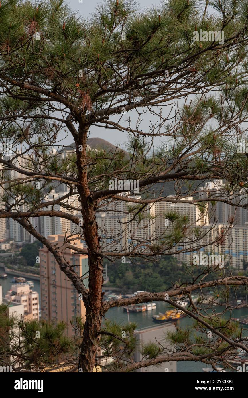 Der lebhafte Wohnkomplex in Hongkong, umgeben von Bäumen, ist ein Beispiel für urbanes Leben. Stockfoto