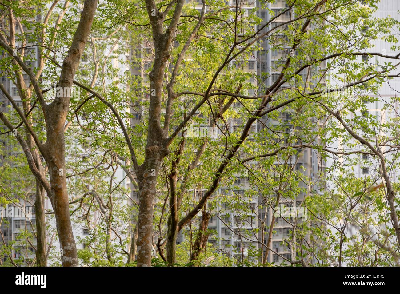 Der lebhafte Wohnkomplex in Hongkong, umgeben von Bäumen, ist ein Beispiel für urbanes Leben. Stockfoto