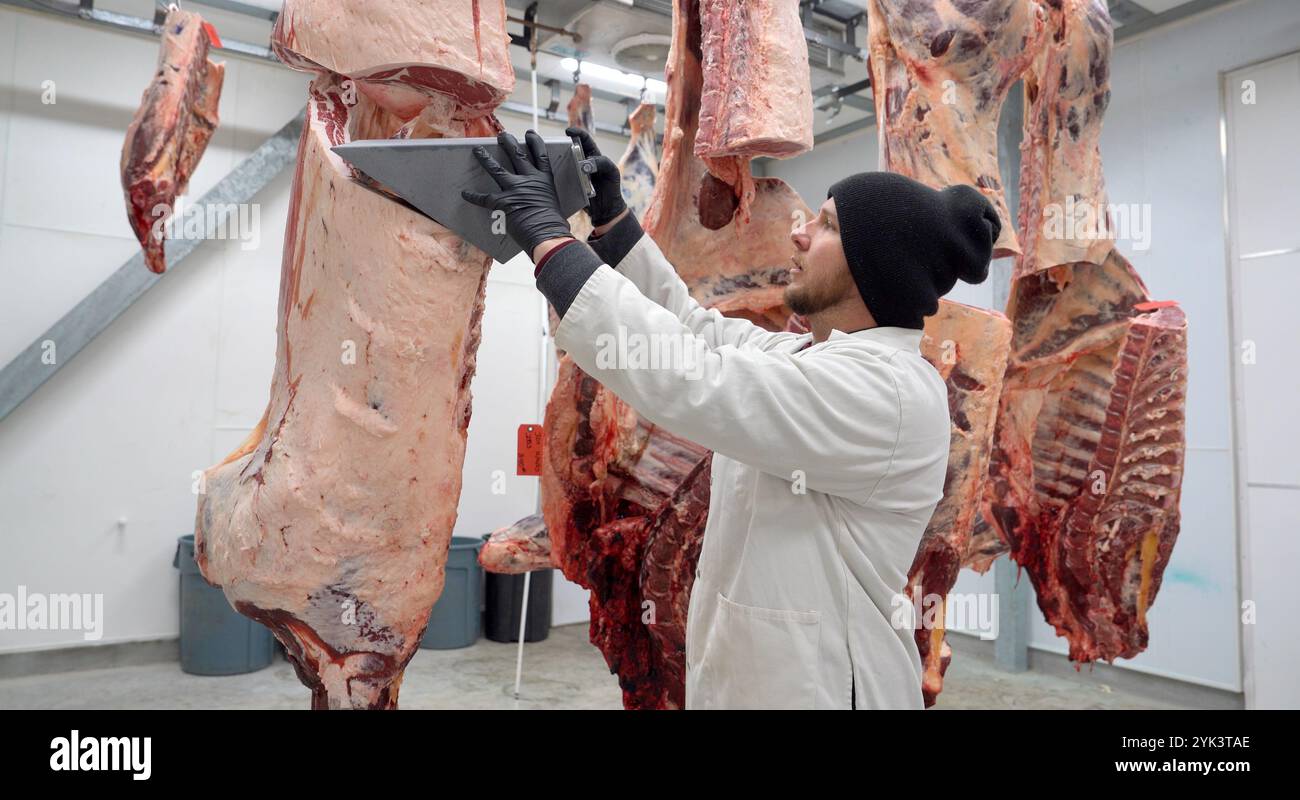 James Tuckwiller, Miteigentümer der Mountain Steer Meat Company, bewertet ein Ribeye mit einem Remote-Sortiergerät in White Sulphur Springs, WV. Der vom Landwirtschaftsvermarktungsdienst AMS des USDA entwickelte Fernbewertungspilot für Rindfleisch kombiniert einfache Technologien mit robuster Datenverwaltung und Programmaufsicht, um es einem USDA-Sortierer zu ermöglichen, die Merkmale von Rindfleischschlachtkörpern zu bewerten und die offizielle Qualitätsstufe von einem entfernten Standort aus zuzuweisen, wodurch Kosten und Standorte als Hindernisse für die Teilnahme an freiwilligen Einstufungsdiensten reduziert werden. Stockfoto