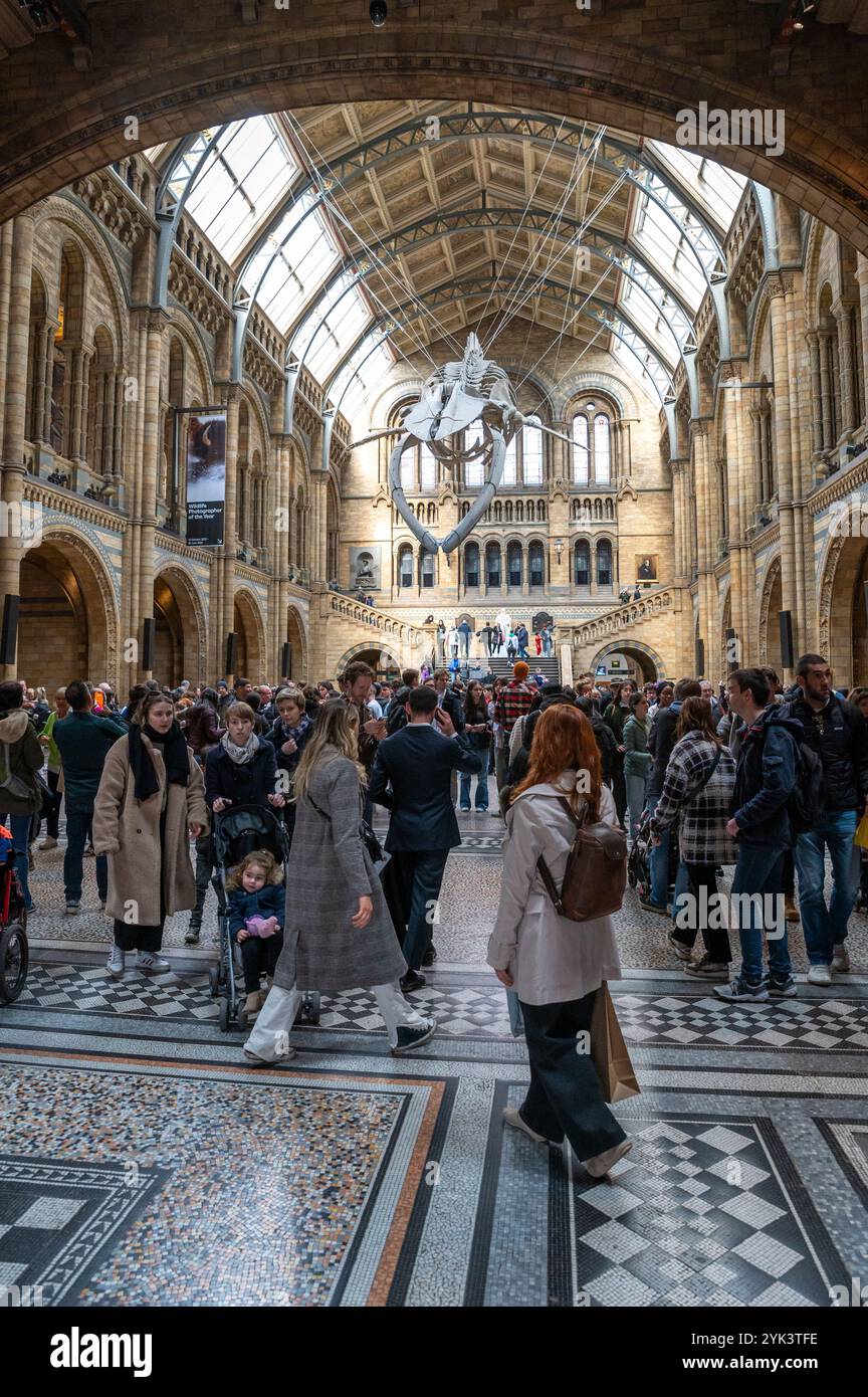 London, UK - 23. März 2024 : das Blauwal-Skelett im Natural History Museum. Hintze-Halle. London.UK. Stockfoto