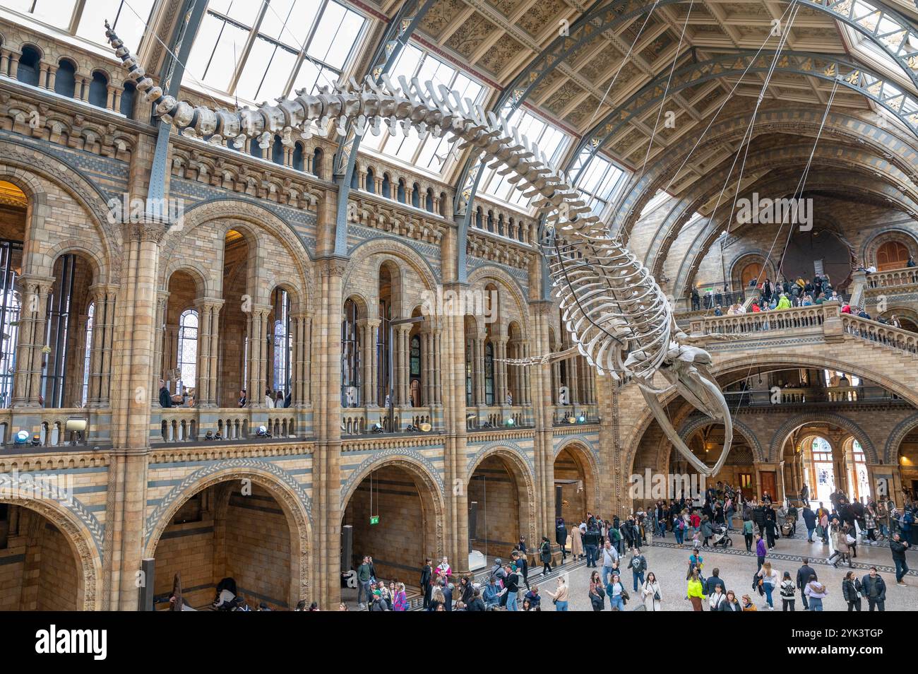 London, UK - 23. März 2024 : das Blauwal-Skelett im Natural History Museum. Hintze-Halle. London.UK. Stockfoto
