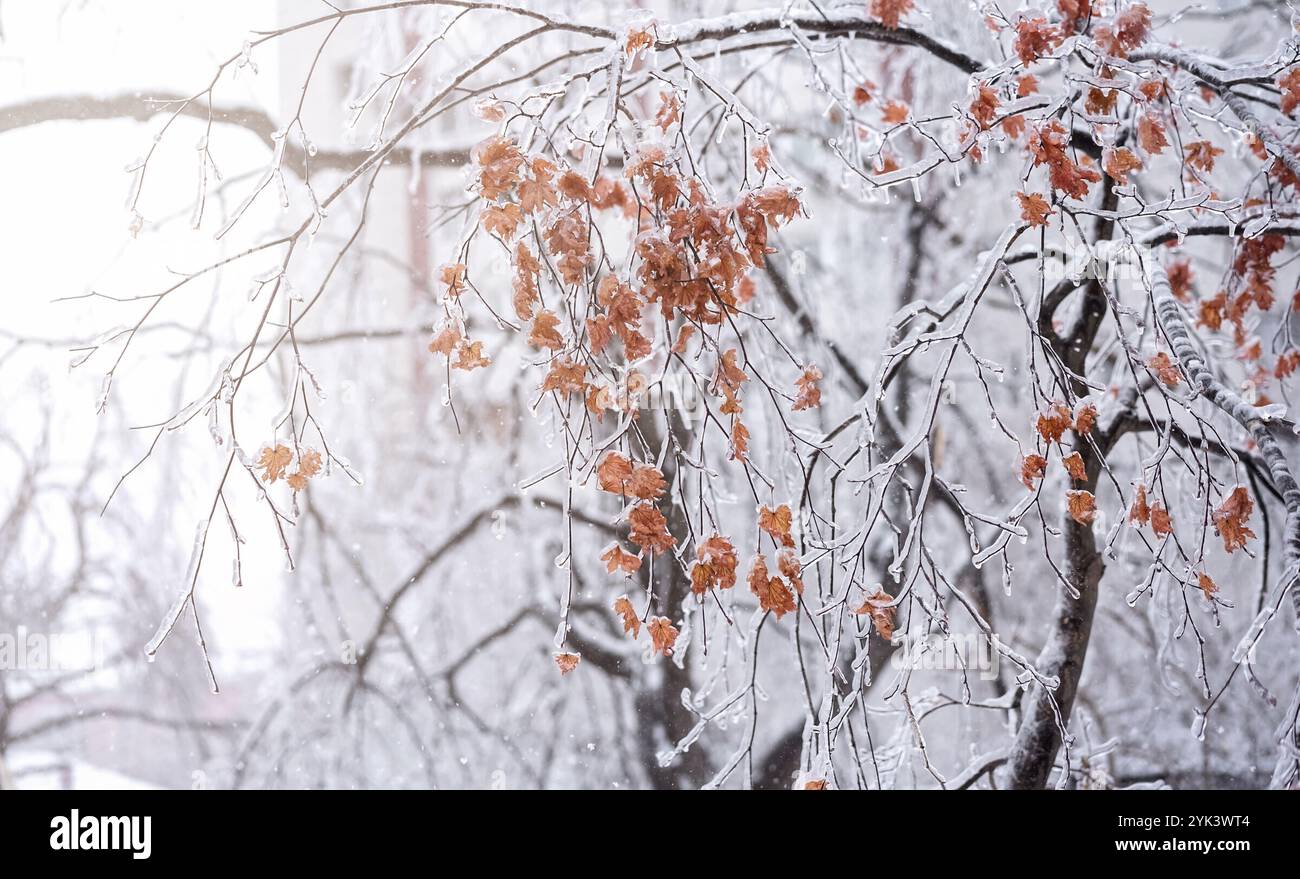 Baumzweig bedeckt mit Eis und gelben Blättern. Konzept des Winters und der Schönheit der Natur in der kalten Jahreszeit. Stockfoto
