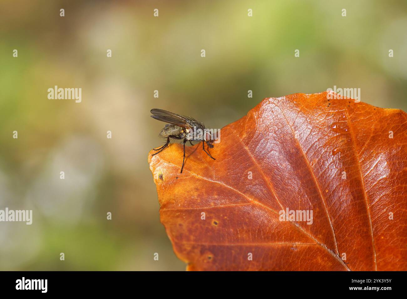 Nahaufnahme Wurzelmadenfliege auf einem Laubbuchenblatt. Familie Wurzelmadenfliegen (Anthomyiidae). Vielleicht Botanophila. Herbst, Oktober, Niederlande Stockfoto