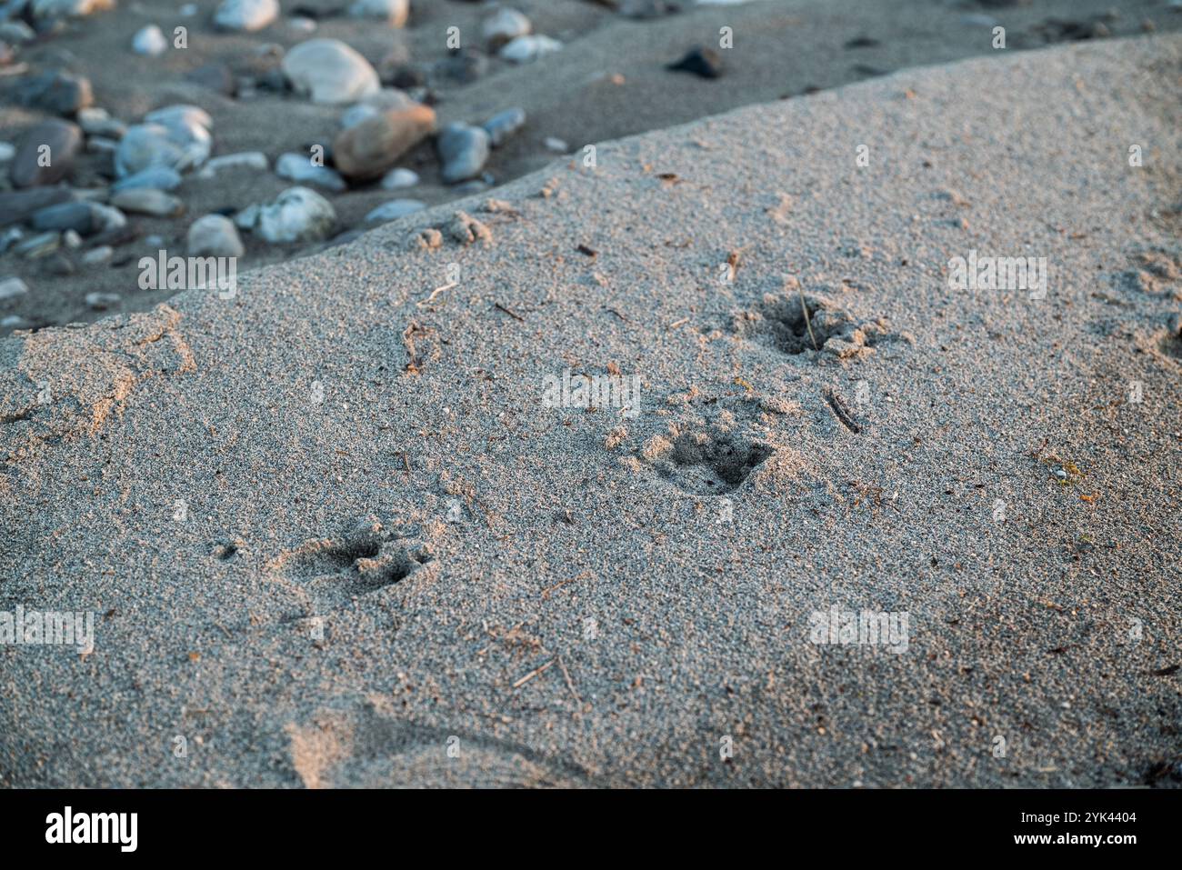 Wildhufspuren im Flussufer des Tagliamento: Sand: Die Wanderwege werden von den Jägern zur Verfolgung genutzt Stockfoto