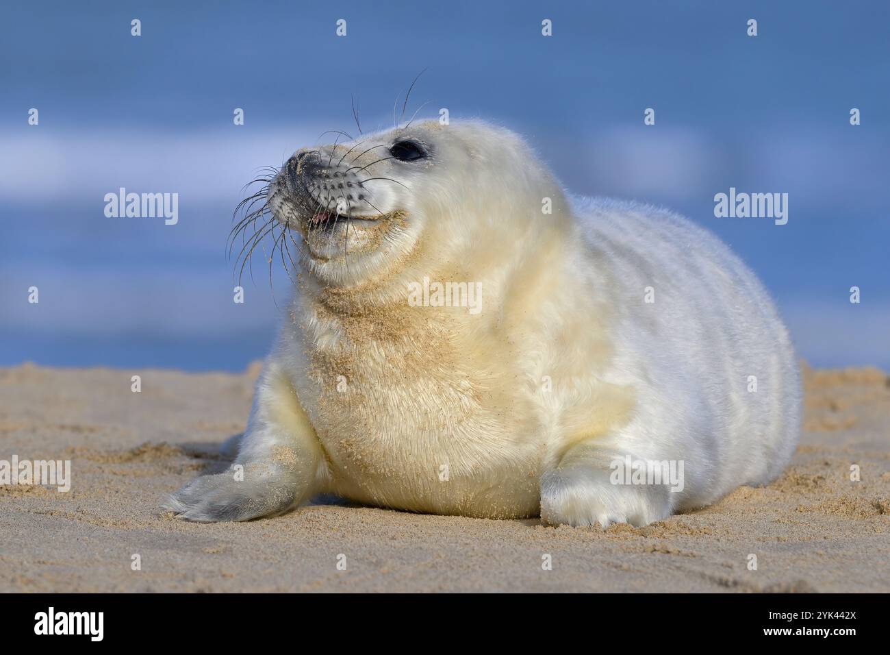 Atlantic Grey Seal, Halichoerus grypus, 5 Tage altes Jungtier, das an einem Sandstrand ruht. Norfolk November Stockfoto