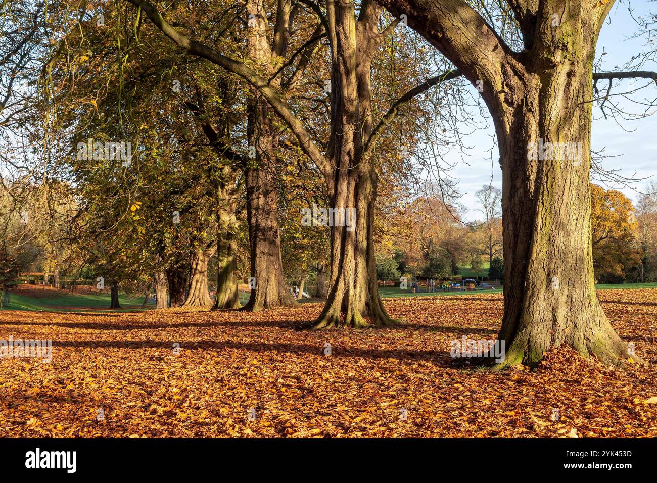 Abington Park, Northampton, Großbritannien. November 2024. Ein sonniger Morgen, um den Tag zu beginnen. Quelle: Keith J Smith./Alamy Live News. Stockfoto