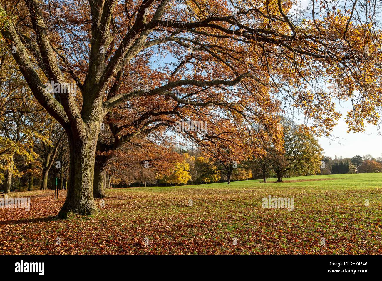 Abington Park, Northampton, Großbritannien. November 2024. Ein sonniger Morgen, um den Tag zu beginnen. Quelle: Keith J Smith./Alamy Live News. Stockfoto