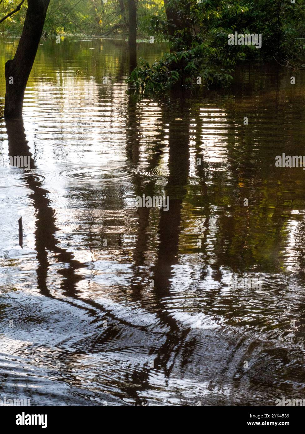 Tropische Bäume stehen im Wasser des Amazonas und werden von der Wasseroberfläche reflektiert. Das Foto wurde in der Nähe der Gemeinde Anama aufgenommen. Stockfoto