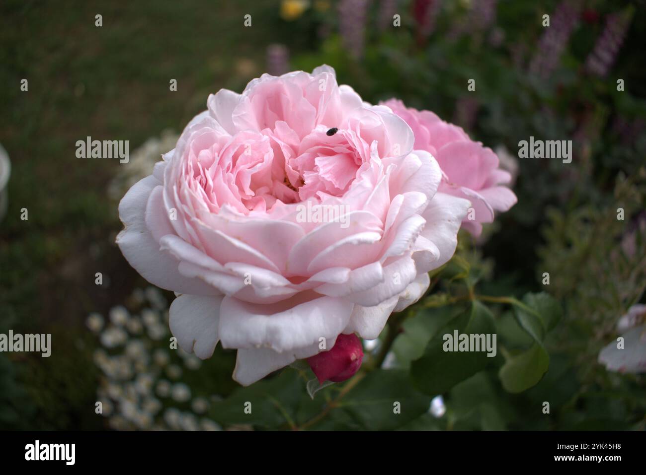 Blassrosa Rose in voller Dunkelheit im Garten Stockfoto