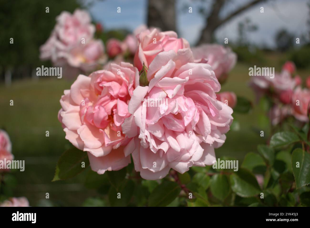 Wilde blassrosa Rosen wachsen auf einem Zaun am Straßenrand Stockfoto