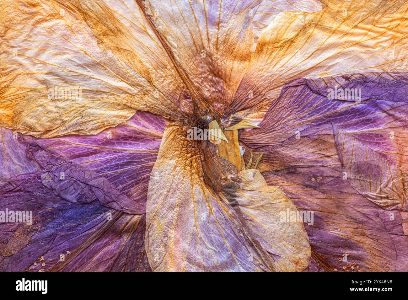 Textur getrockneter Blütenblätter mit gedämpften Farben und strukturiertem Effekt Stockfoto