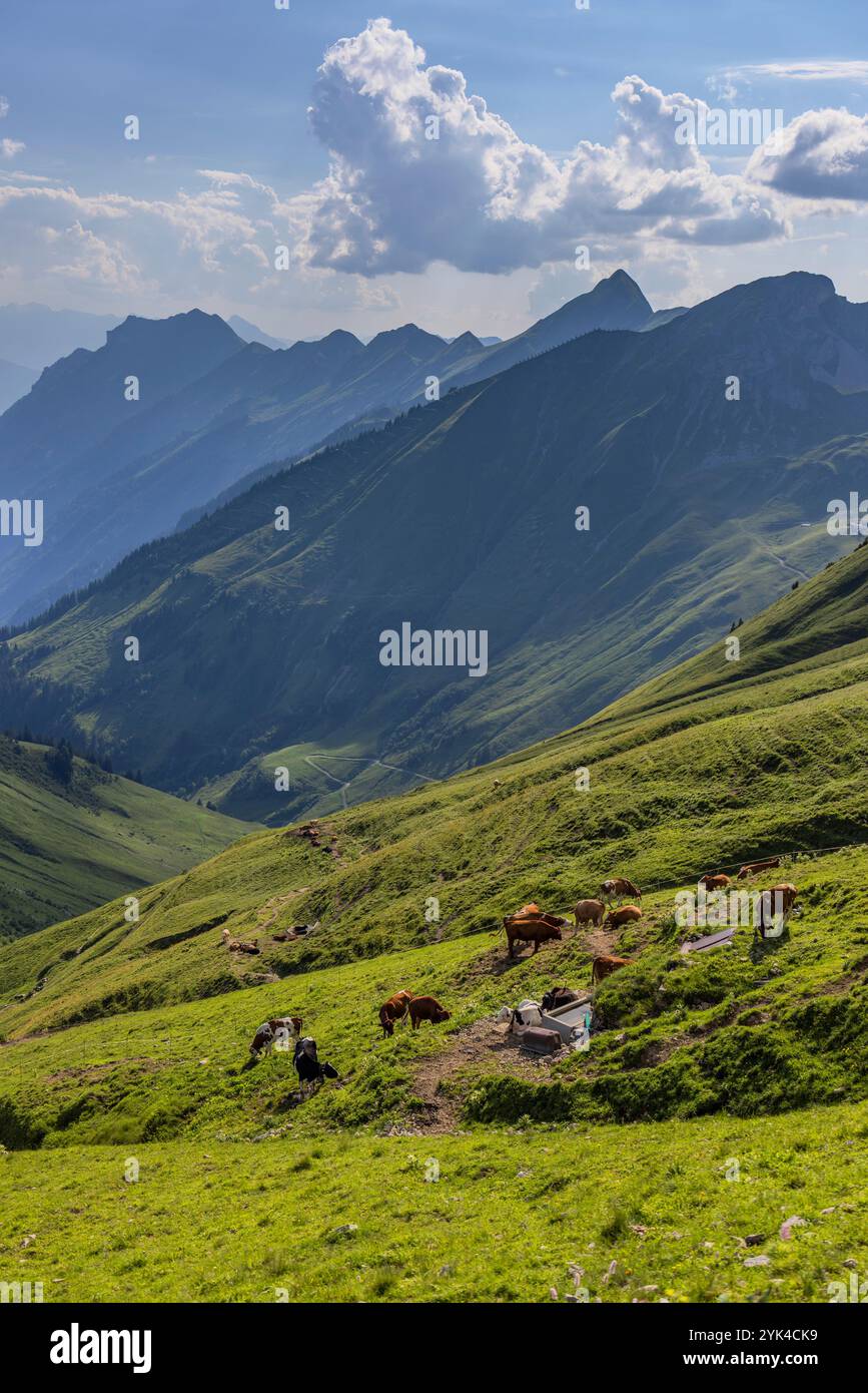 Kühe am Brienzer Rothorn, Brienz, Schweiz Stockfoto