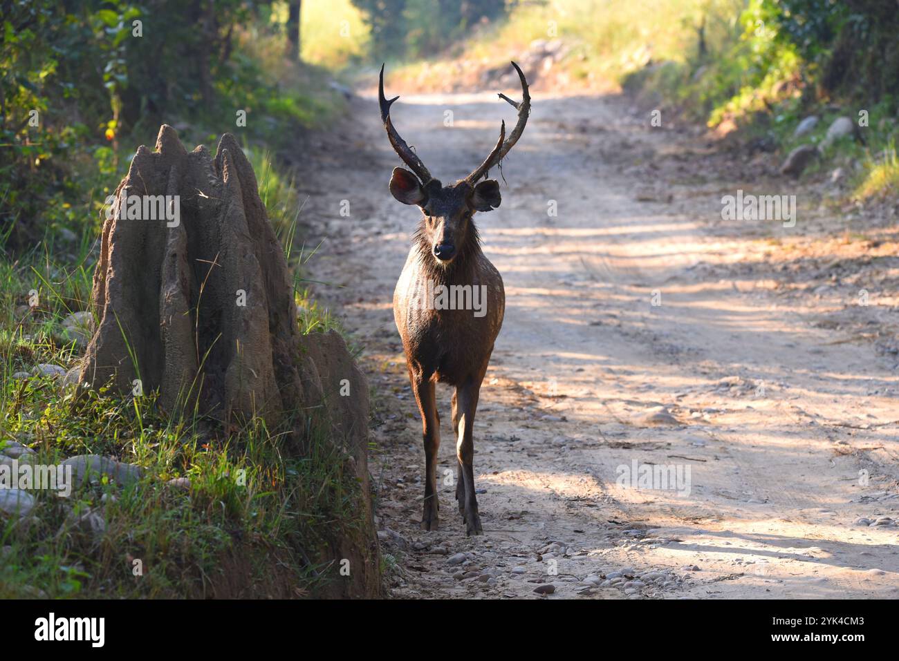 Sambar (Rusa Unicolor), Hirschspaziergang im Jim Corbett Nationalpark Stockfoto