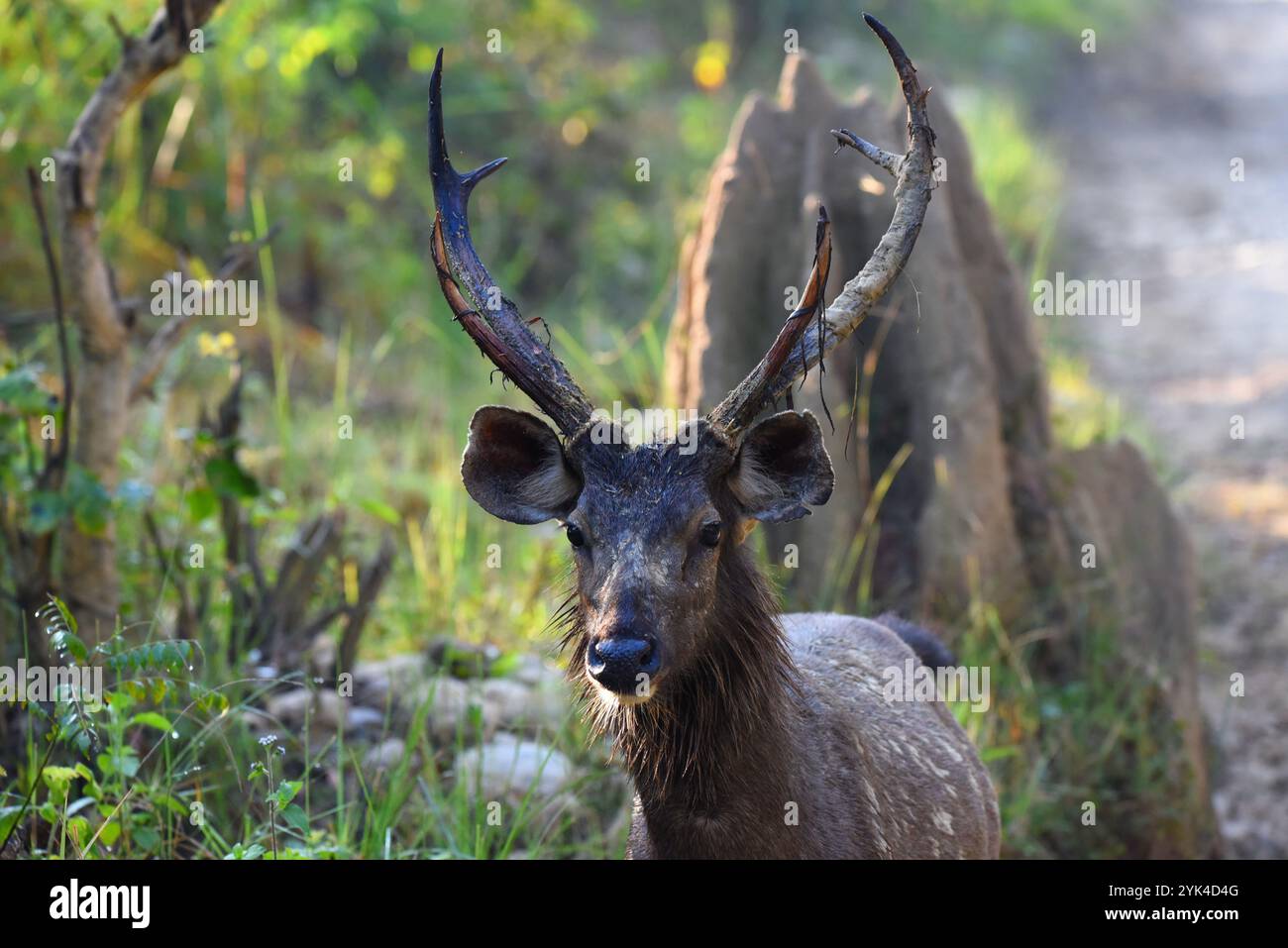 Sambar (Rusa Unicolor), Hirschspaziergang im Jim Corbett Nationalpark Stockfoto