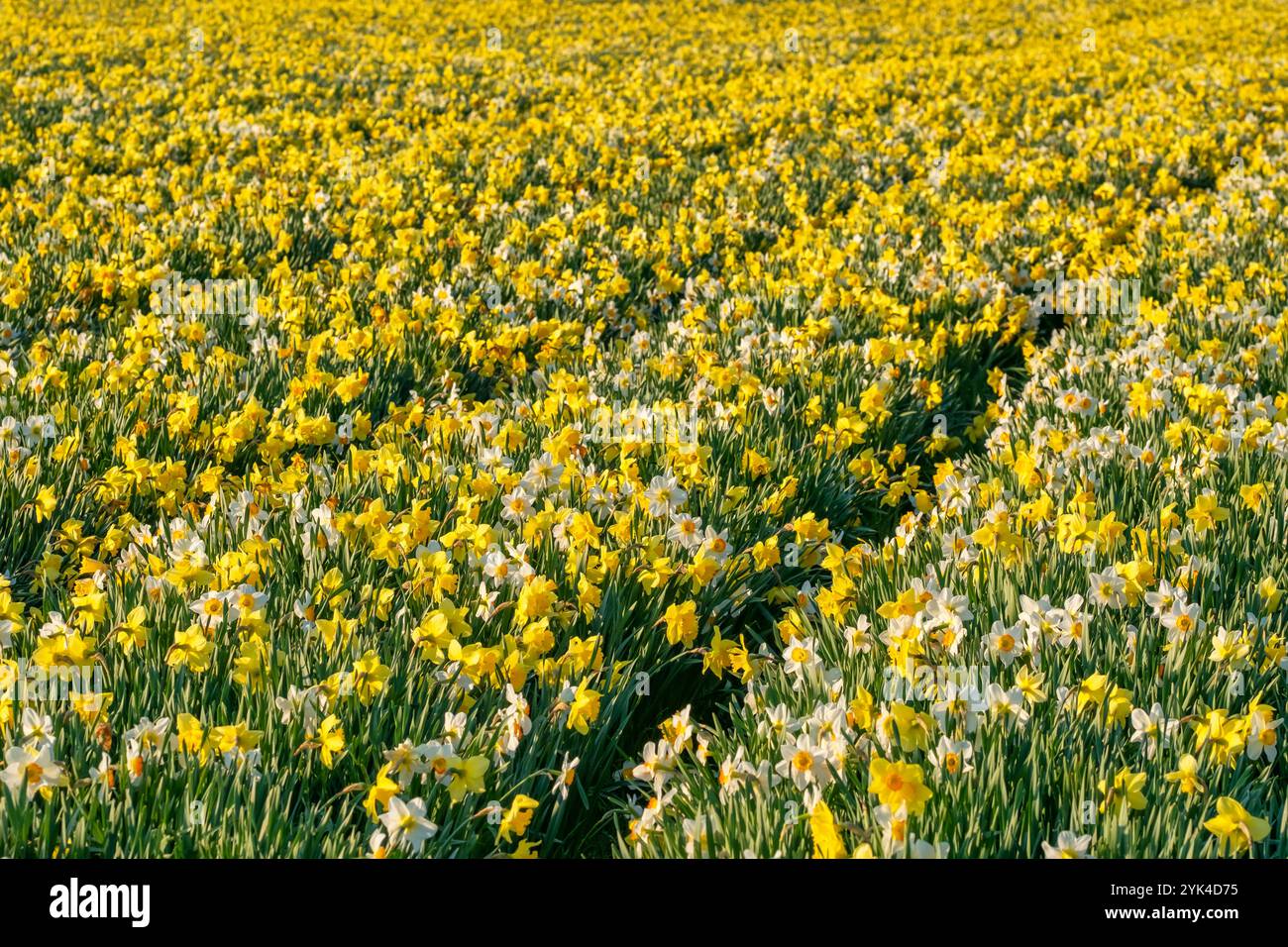Wunderschönes Feld mit Narzissen in voller Blüte Stockfoto