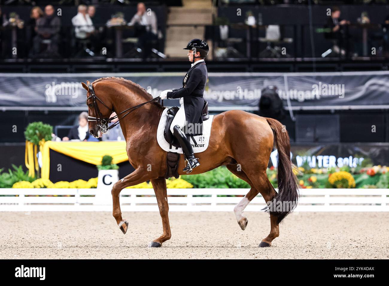 Silber 2.Platz für Werth Isabell auf gut Wettlkams DAVIE FRH, RFV Graf von Schmettow Eversael Preis der Firma Stihl Deutscher Dressurmeister Grand Prix Special International GER, Stuttgart German Masters 2024, 38. internationales Reitturnier, 17.11.2024 Foto: Eibner-Pressefoto/Roger Buerke Stockfoto