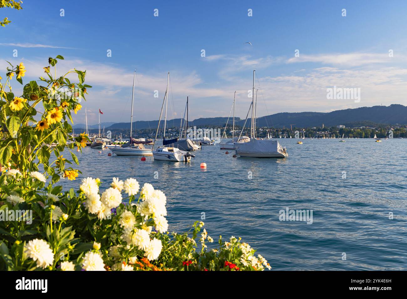 Boote auf dem Zürichsee, Zürich, Schweiz Stockfoto