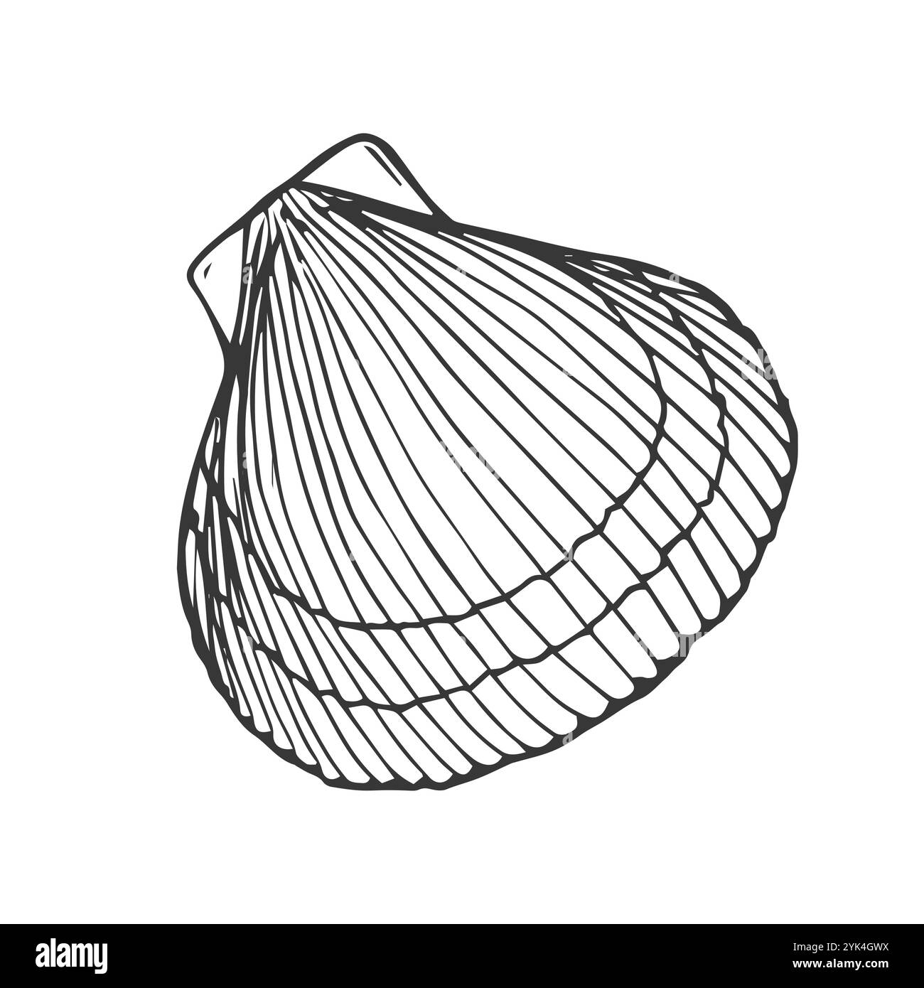 Muschel, Muschel, Natur Ozean aquatische Unterwasservektor. Handgezeichnete Seashell Marine Gravur Illustration auf weißem Hintergrund Stock Vektor