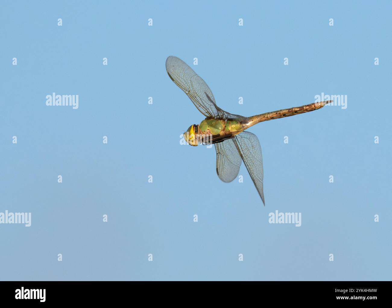 Grüne Därner Libelle (Anax junius), die im blauen Himmel fliegt, Galveston, Texas, USA. Stockfoto