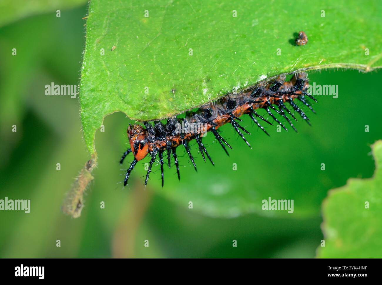 Raupe des Golf Fritillary oder Passionsfalter (Dione [Agraulis] Vanilla) isst Blatt der scharlachfarbenen Passionsblume, Galveston, Texas, USA Stockfoto