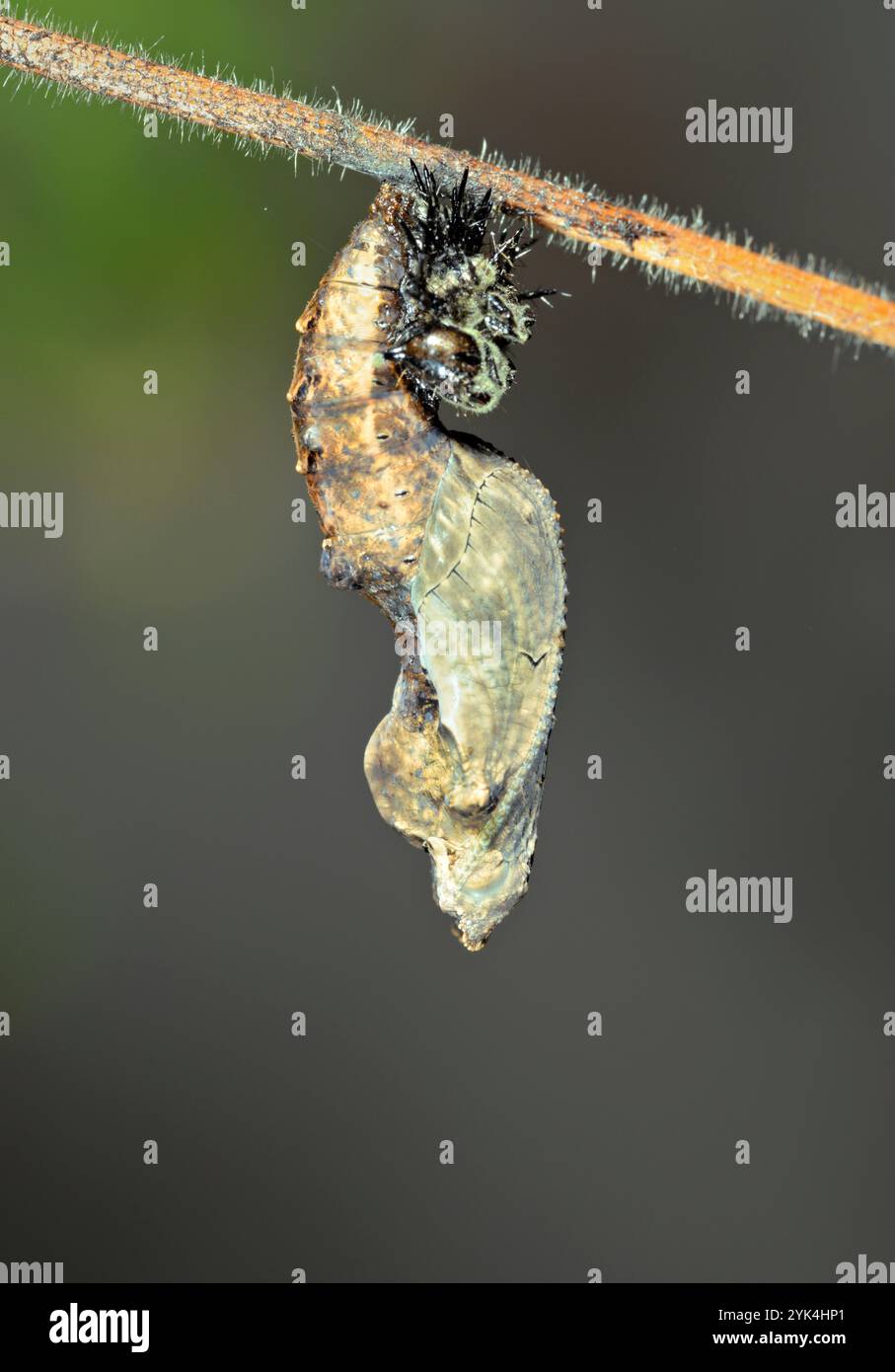 Puppe des Golfs Fritillary oder Passionsfalter (Dione [Agraulis] Vanille) hängt an Passionsblumenrebe, Galveston, Texas, USA Stockfoto